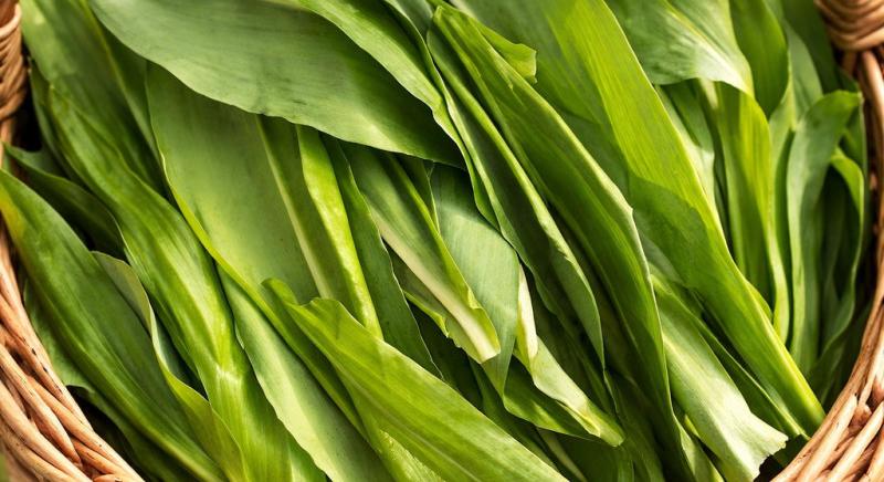 Medvehagyma: így gyűjtsd, használd és élvezd biztonságosan a tavasz zöld kincsét
