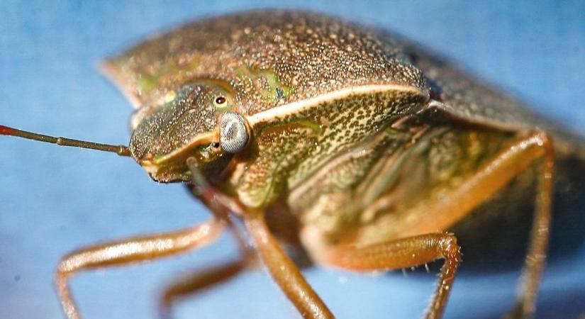 Poloska invázió - Erre figyelmeztet a rovarirtó szakember