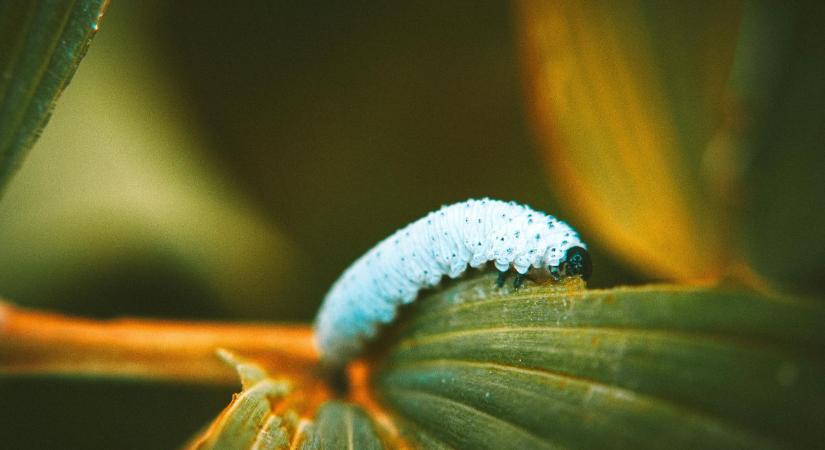 Lárvák a magaságyásban? Egy konyhai trükk segíthet a kerti kártevők ellen