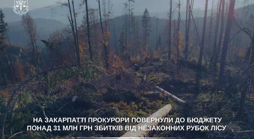 Kárpátalján több mint 31 millió hrivnyát térítettek vissza az illegális fakivágásokból származó károkból a költségvetésbe