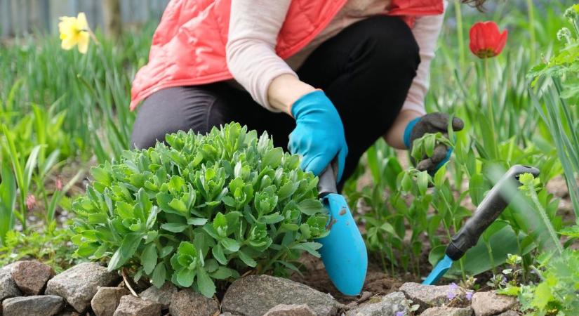Itt a tavasz, indul a kertépítési és kertrendezési szezon Sopronban is