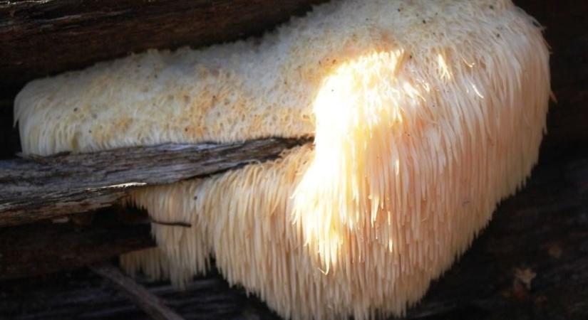 Az erdő fehér vízesése: ritka kincset rejt az aggteleki tölgyes