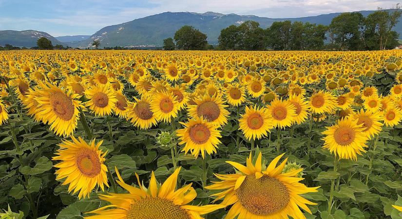 Többet ésszel, mint műtrágyával: Nitrogénkötés és biokontroll hatás kéz a kézben!