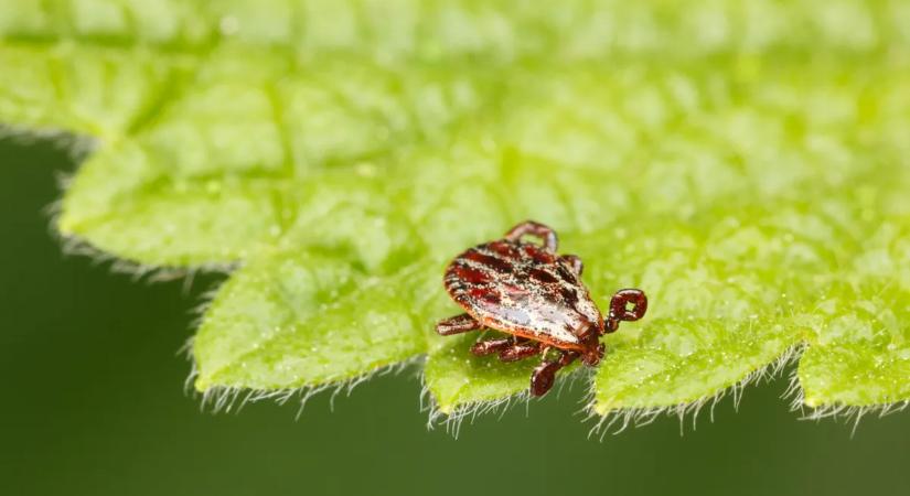 Vigyázz, ezek a növények kullancsokat csábíthatnak a kertedbe