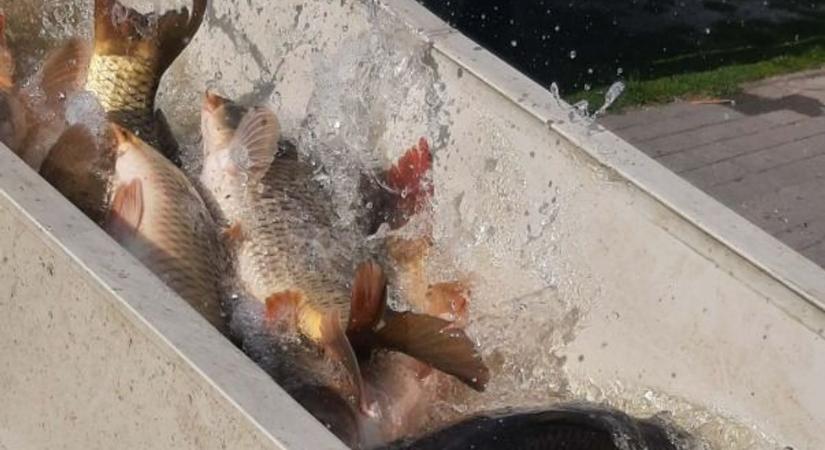 Pontytelepítés a Pécsi-tóban és a Kovácsszénájai-tóban, süllőfészkeket is kihelyeztek