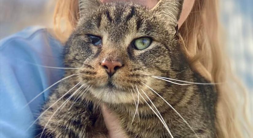 Visszakerült a gondozókhoz - a hízelgős, magányos cica sürgősen gazdit keres