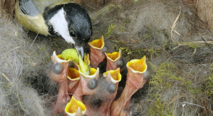 Itt a vége: halálos lehet a madáretetés áprilistól