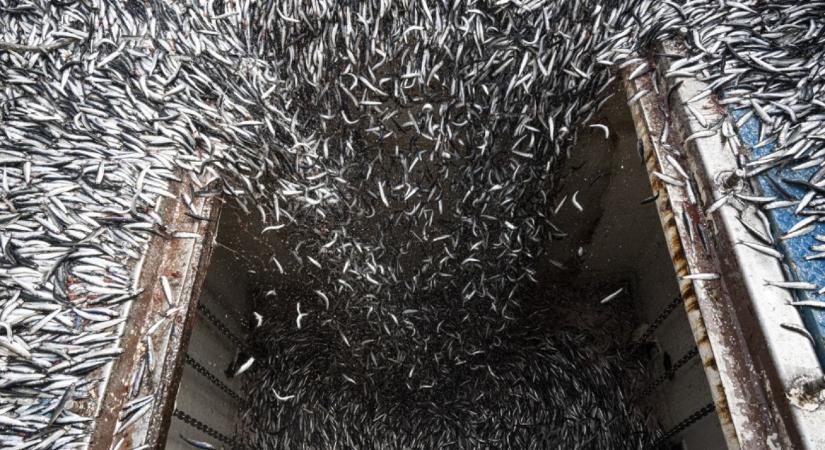 Alaposan megvághatja a halászati bevételeket a felmelegedéshez alkalmazkodó halfajok méretcsökkenése