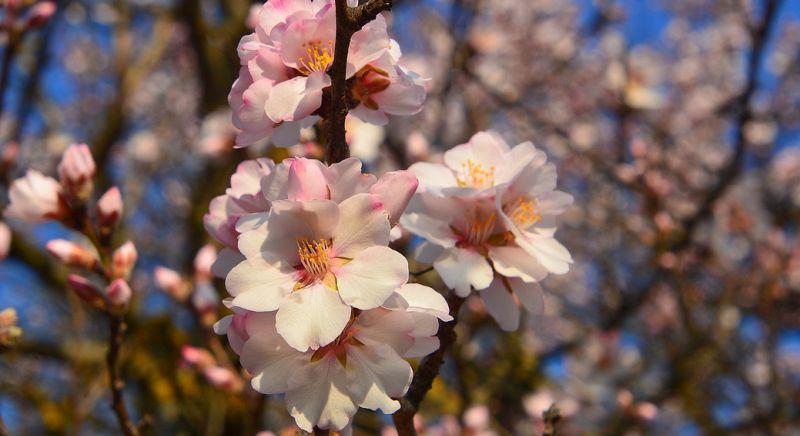 Borral csábítják mandulafavirágzás idején Balatonakaliba a turistákat