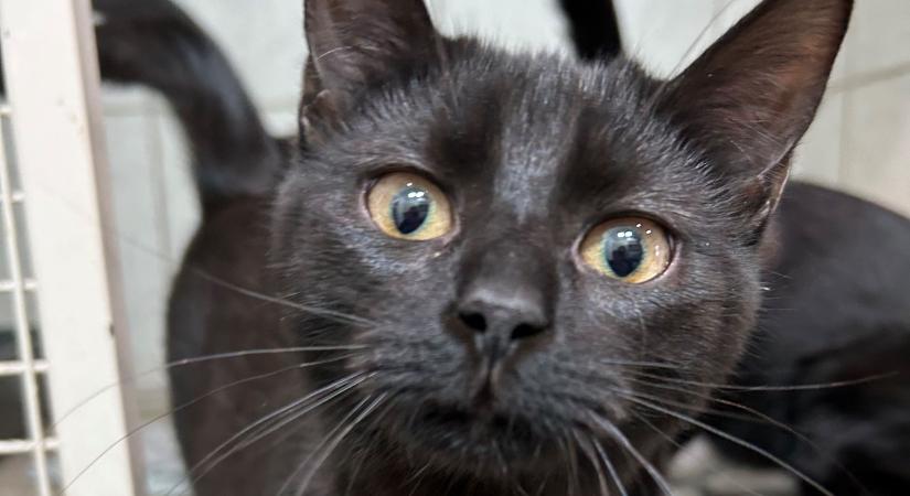 Gazdikereső: Carrie, a pusziosztó cicahercegnő