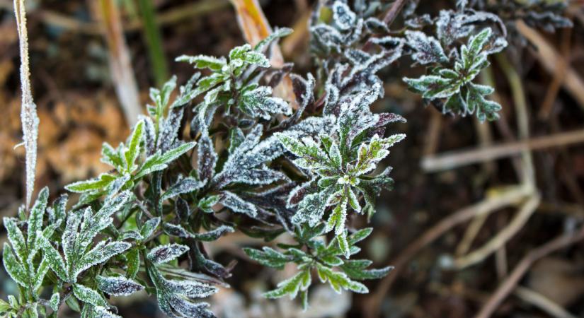 Kvíz a fagyvédelemről