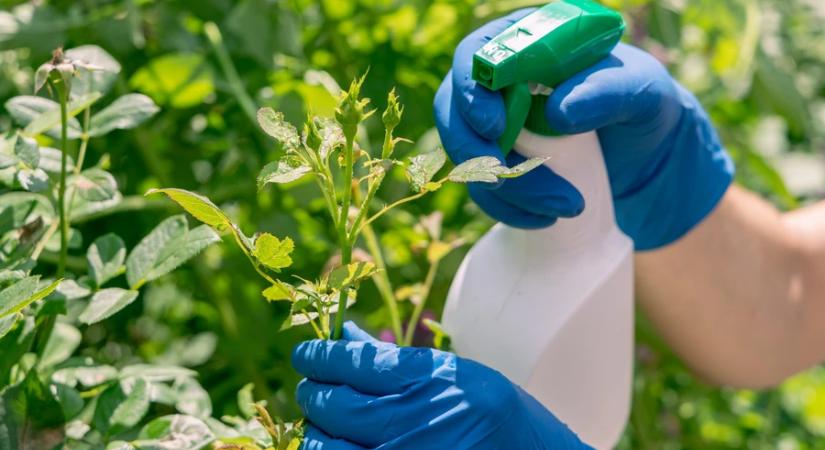 A hamis növényvédő szerek veszélyeire hívja fel a figyelmet az élelmiszerlánc-biztonsági hivatal