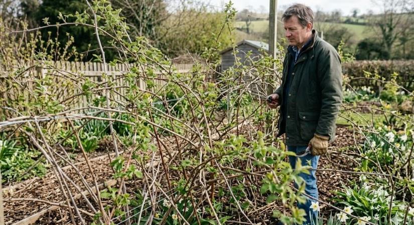Málna tavasszal: ettől lesz dzsungelből termő bokor, nem pedig szúrós káosz