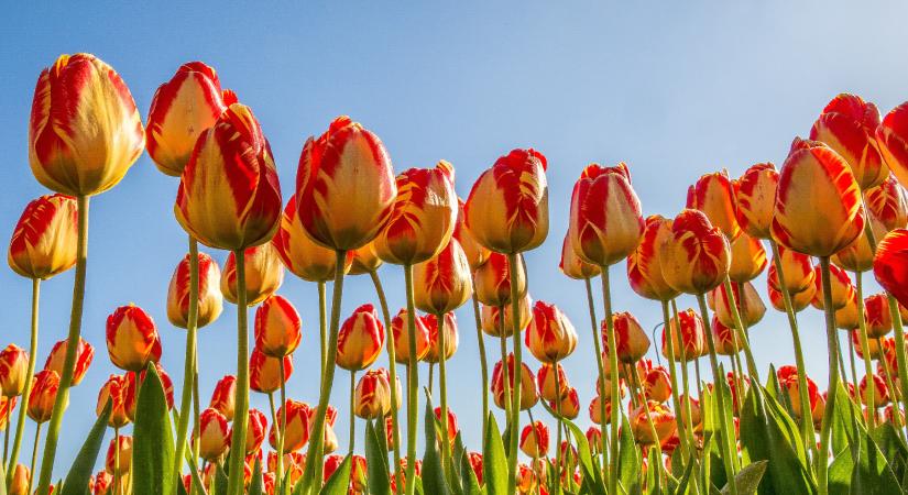 Programajánló: 60 ezer tulipán várja Budapesttől alig másfél órányira