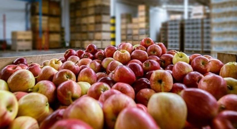 Drágul a lengyel alma Magyarországon – a boltokban is érezni fogjuk