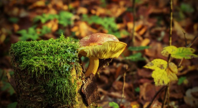 Csúcstechnológiával menti az erdőket a Soproni Egyetem