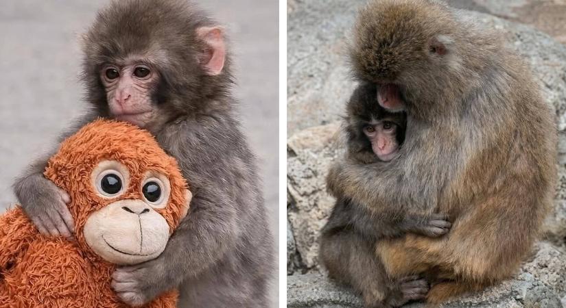 A kísérlet, amely szétverte a „ne vedd ölbe” korszak illúzióját