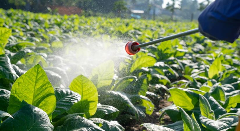 Hatalmasat bukhat, aki ilyen terméket vásárol most a kertjébe, földjére itthon