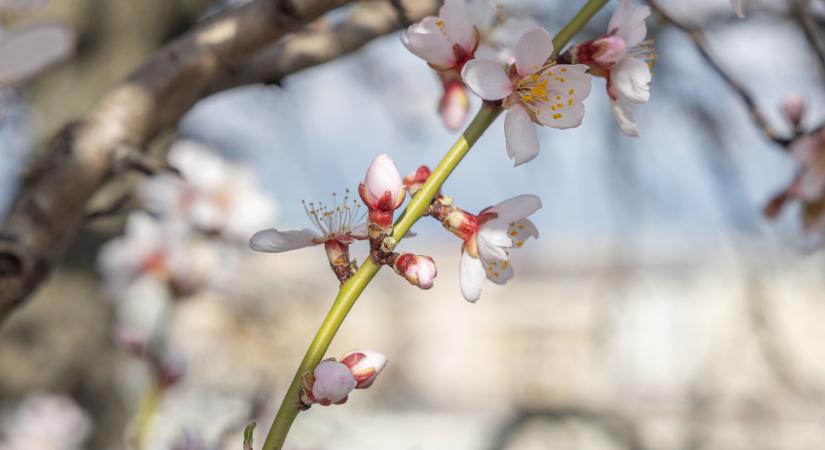 Megdől a népi megfigyelés Sándor, József, Benedek idején: nem várt, fájdalmas fordulat jön az időjárásban