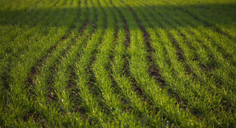 Így hozhat ki 500 kg plusz termést a búzából: A Quilt Prime alkalmazásának titkai