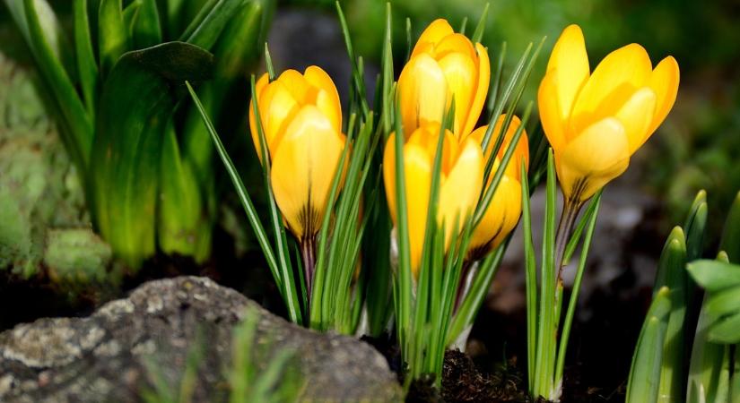 Meglepő dolog történik a kertben a felmelegedéssel