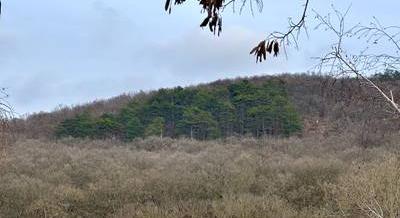 PAX, olimpiai karikák és Nagy-Magyarország – Különös erdőalakzatok Budapesten és környékén
