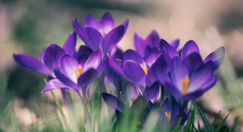 Március végi időjárás: hol mérhetünk 17 Celsius-fokot, mikor érkezik az eső?