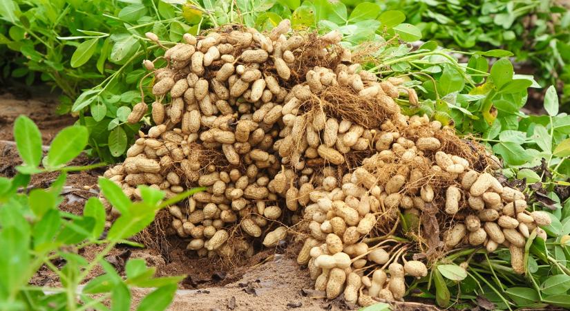 A legkeresettebb fehérjebomba ez a növény, mégis fogy a lelkesedésük az amerikai termesztőknek