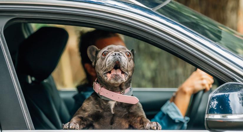 Sokan nem tudják: ezért büntethetnek, ha így viszed a kutyát az autóban