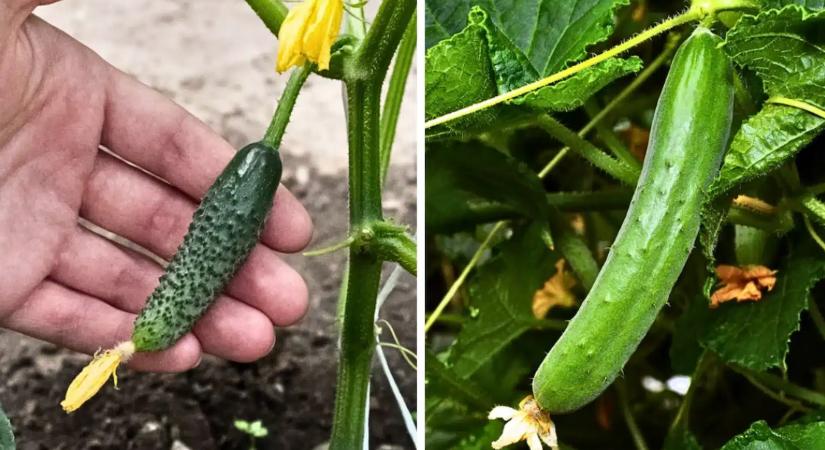 5 olcsó és nagyon hatásos házi készítésű oldat uborkára, ami nyár végéig felturbózza a termésed