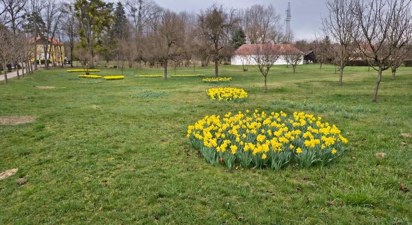 Már nyílnak a nárciszok a Rippl-Rónai-villánál, közeleg a tavasz egyik legszebb kaposvári ünnepe