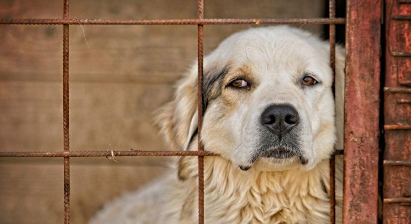 Debrecen és hajdú-bihari állatvédők is nyertek az egymilliárd forintos állami pályázaton