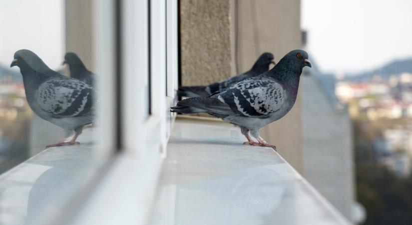 Ijesztő madarak bukkanhatnak fel itthon: támadnak, az ablakot is betörhetik