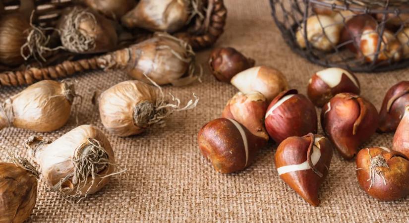 Egyszerű ötlet, tizedannyi munka: Így tedd le a virághagymát a talajba