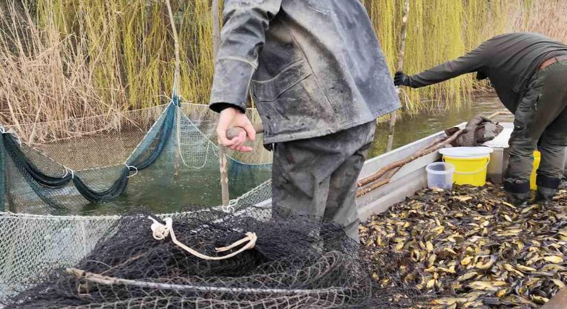 Térítésmentesen vihető törpeharcsa az Alcsi-Holt Tiszáról