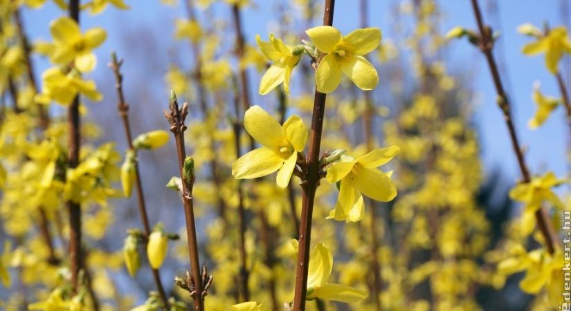 Hogyan gyökereztessük az aranyvesszőt? Egyszerűbb, mint hinnéd!