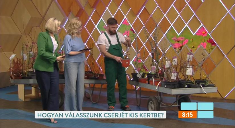 A legszebb korai virágzó cserjék és gondozásuk titkai