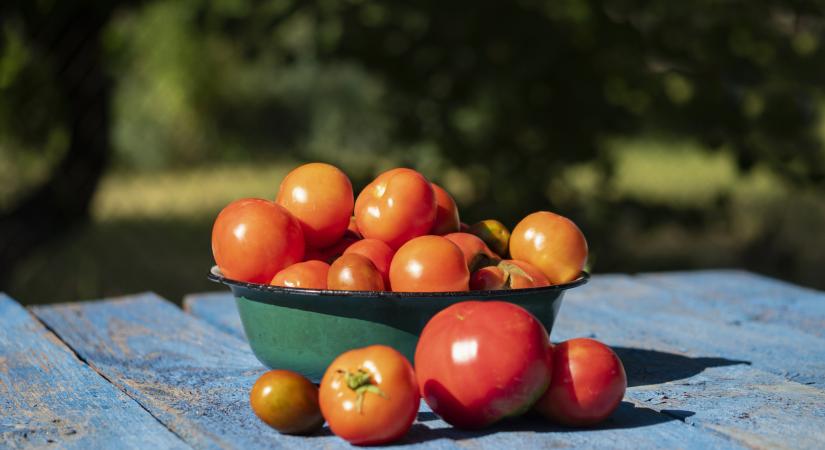 Durva kihívások és a növekedés lehetősége egyszerre: ez a magyar zöldségágazat