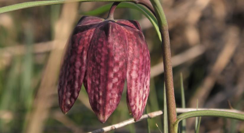 A tavasz egyik legszebb virágát fotózta le olvasónk (galéria)