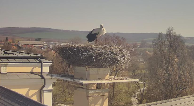 Hazaérkezett az edelényi gólyapár egyik tagja