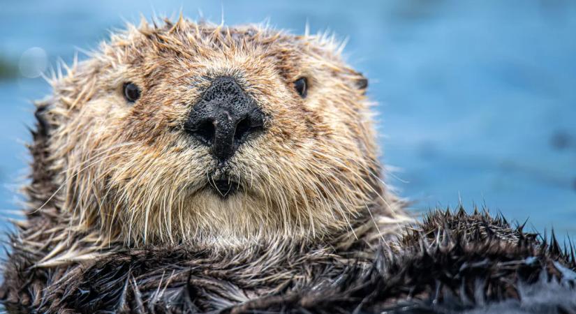 Kipaterolnák Churchillt és Jane Austent, vadak jöhetnek helyettük