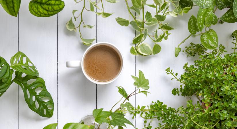 Hihetetlen, mit tesz a szobanövényekkel egy csésze kávé
