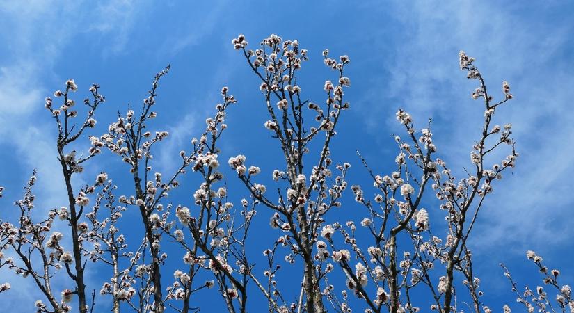 Időjárás: Ne tedd el a kabátot, sőt a barackfára is adj egyet VIDEÓ