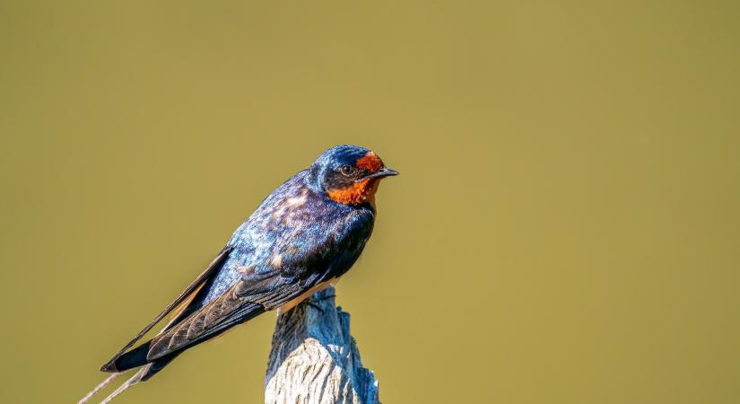 Egy fecske nem csinál nyarat!