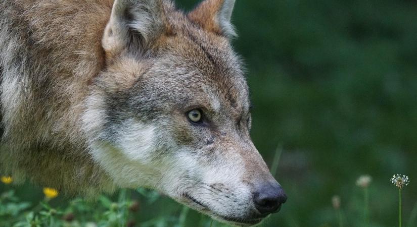 Farkasok és medvék az erdeinkben: retteghetnek az állattartók?