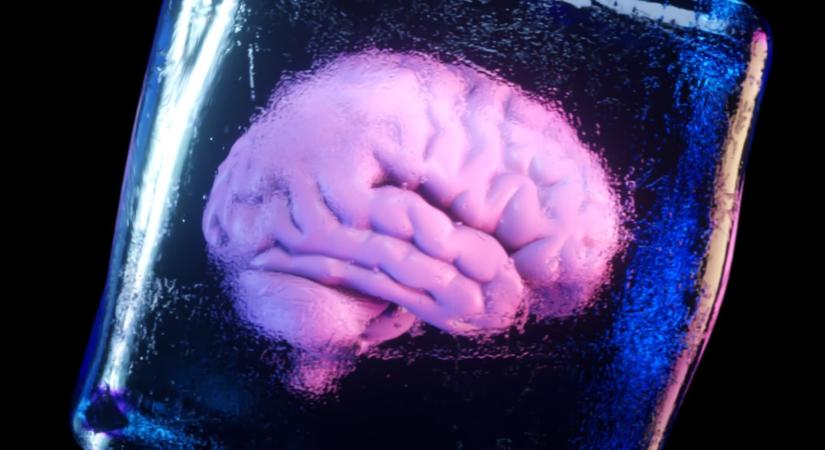 Először sikerült lefagyasztott egéragyakban helyreállítani az aktivitást