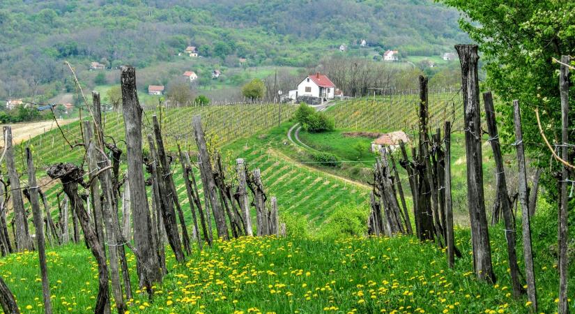 A tőkekivágás az egyetlen mód