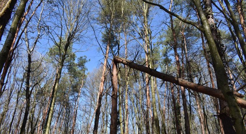 Ilyen fából nincs sok az erdőkben! Nézze meg, mire bukkantunk a szomszéd vármegyében (galéria)