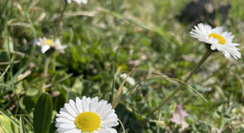A tavasz éltető gazdagsága – Tippek a külső-belső megújuláshoz, nagytakarításhoz