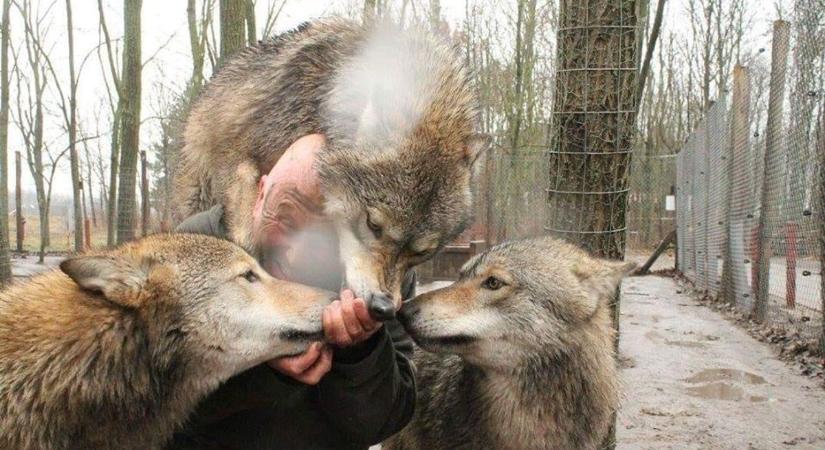 Farkastámadás Martonyiban – „A Facebookon a butaság a fénysebességnél is gyorsabban terjed”